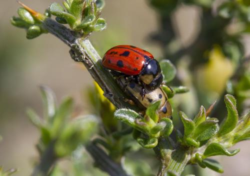 Réf. 340 244 : Gonioctena variabilis
